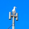 Sylt Impressionen