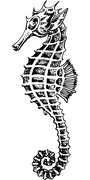 Seepferdchen