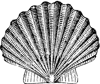 Muschel